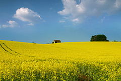 Rapeseed field, Cotswald