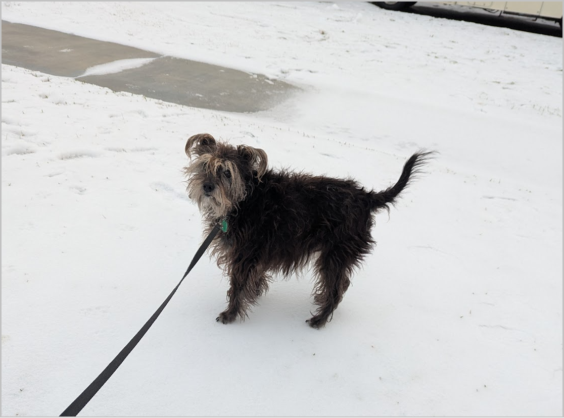 Florida Dog Keely very confused about the Great Tallahassee Snow-in of 2025